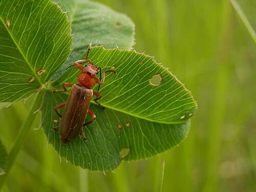 Beetle (Coleoptera)