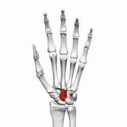 Capitate bone (left hand) - animation01.gif