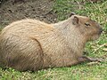 Capybara