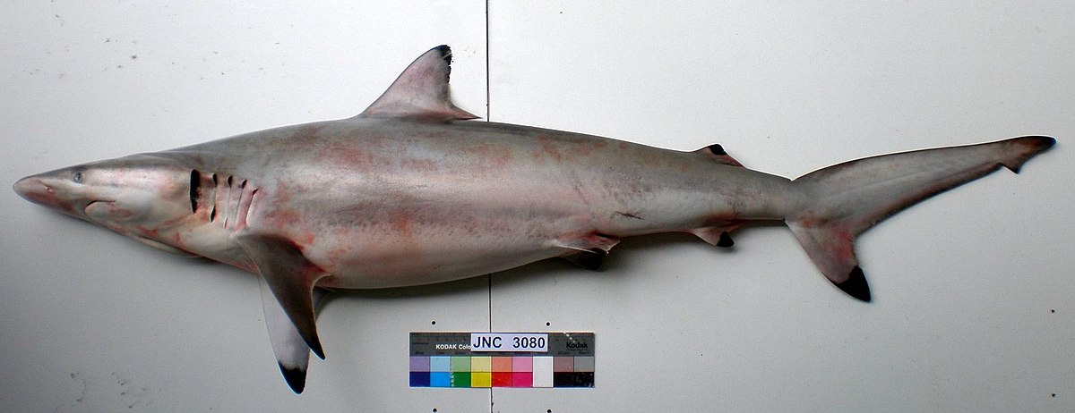 Spinner shark - Wikipedia