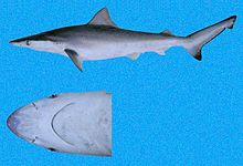 Carcharhinus cerdale SI.jpg