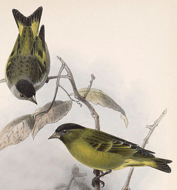 Carduelis atriceps