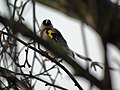 Carduelis carduelis Jilguero europeo