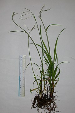 Description de l'image Carex incisa 01.jpg.