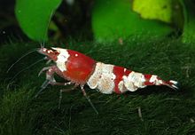 Caridina cantonensis is widely kept in aquariums and several color forms have been achieved through selective breeding Caridina-cf-cantonensis-red-bee.jpg