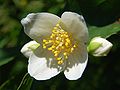 Carpenteria californica