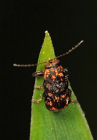 <i>Pachybrachis</i> Genus of beetles