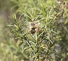 Cassinia macrocephala.jpg