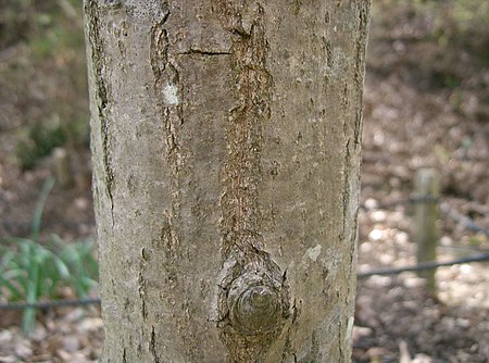 Tập_tin:Castanea_crenata1.jpg