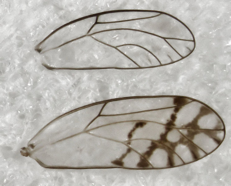 File:Casuarinicola australis (forewing).jpg