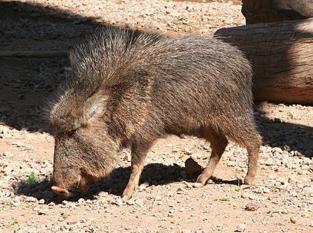 Lợn peccary Gran Chaco