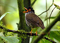 Black-headed nightingale-thrush