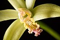 Cattleya blumenscheinii Labellum