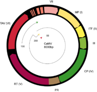 Genomic map of CaMV, a well-studied member of this family. ORFs: 1--Movement Protein, 2--Aphid transmission factor, 3--Virion-associated protein, 4--gag-Capsid, 5--pro/pol-A3 Protease and RT/RNase H, 6--Transactivator/viroplasmin. MP, CP, PRO, POL are common among this family. Arrangement varies. CauliflowerMosaicRNA35S.png