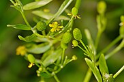 Ranunculus sceleratus, or cursed buttercup