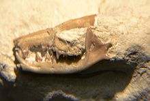 The extinct Centetodon marginalis Centetodon marginalis, cropped.JPG