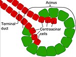 Thumbnail for Centroacinar cell