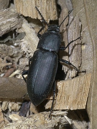 <span class="mw-page-title-main">Centronopini</span> Tribe of beetles