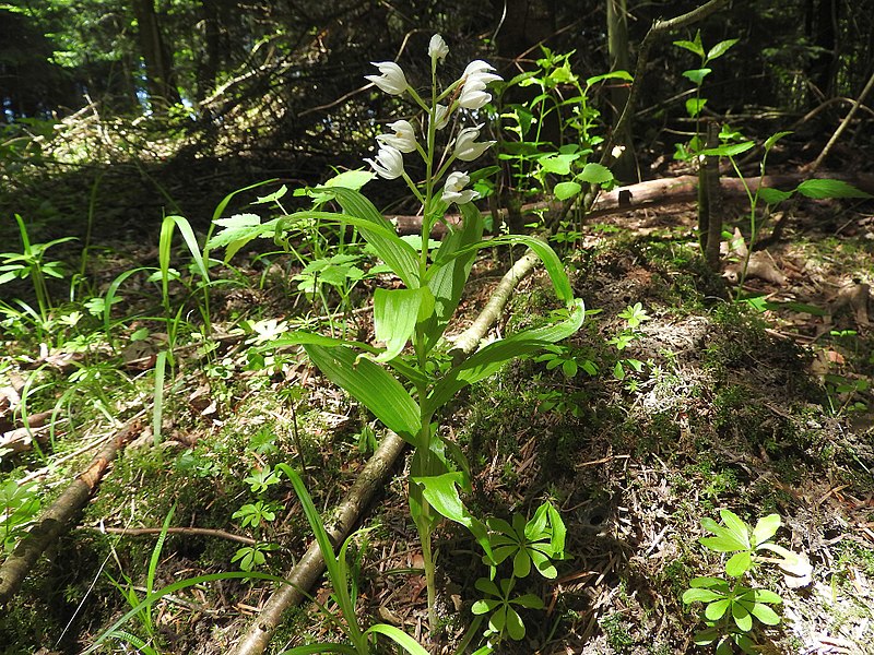 File:Cephalanthera longifolia 27.jpg