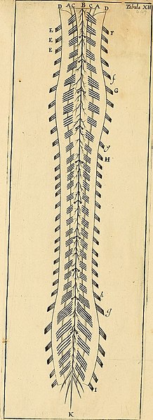 File:Cerebri anatome - cui accessit nervorum descriptio et usus (1664) (14597884077).jpg