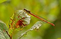 Small red damselfly (Ceriagrion tenellum) à Pen-er-Malo.