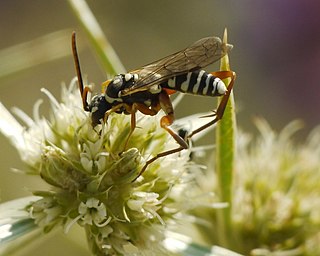 Ceropalinae Subfamily of wasps