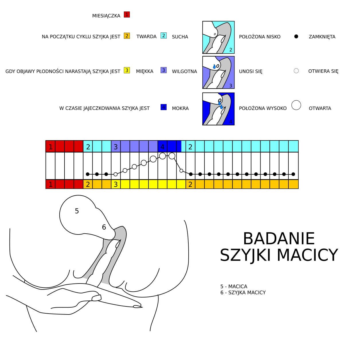 File:Cervix checkup.svg - Wikimedia Commons