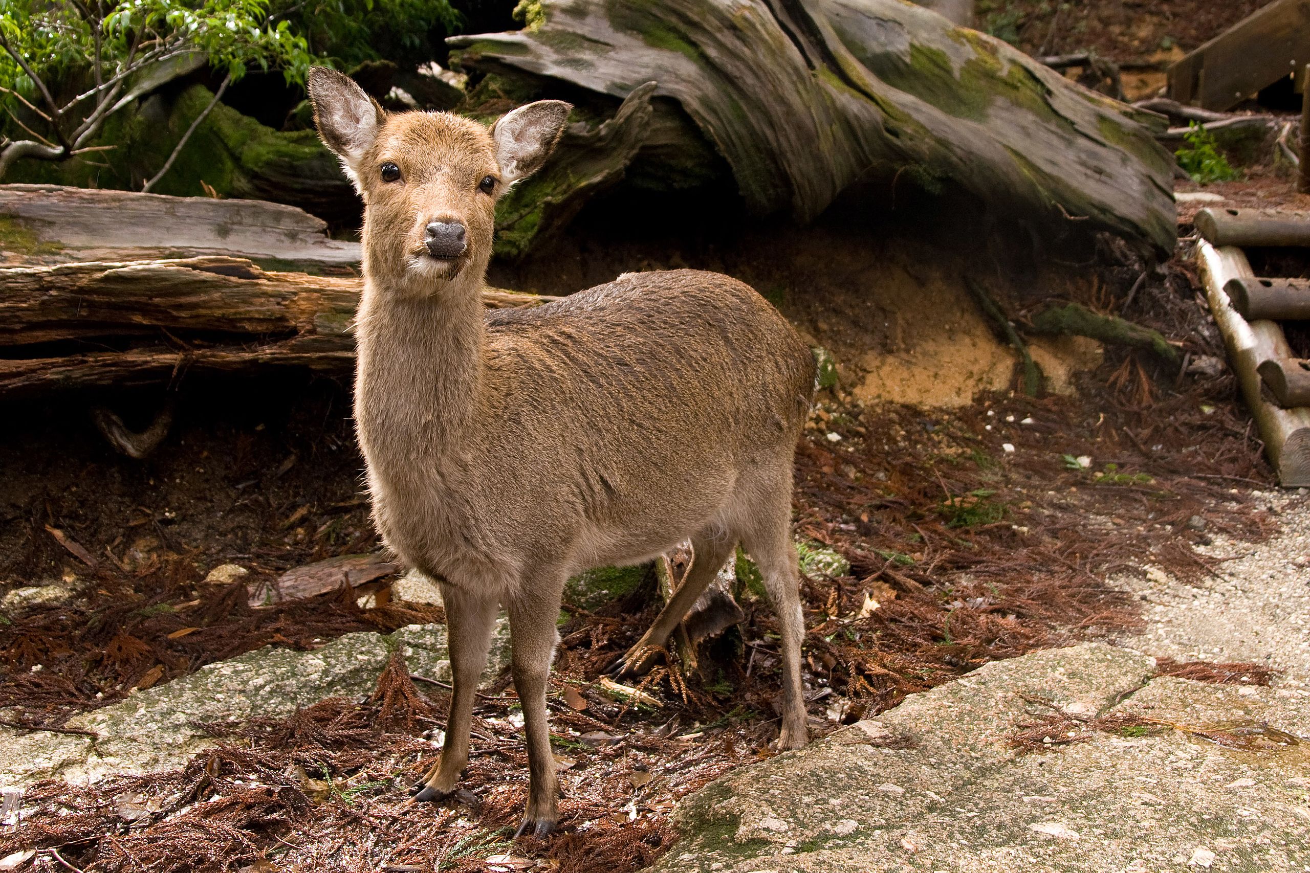 Sikahirsch – Wikipedia