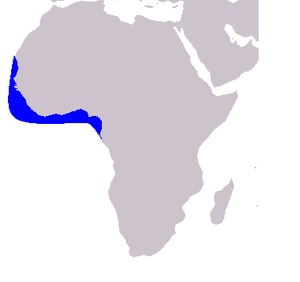 Mapa rozšíření (modře)