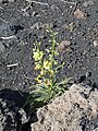 Verbascum cystolithicum