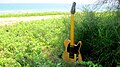 Charley Guitars CT-1 on the grass near the beach - 2012-05-07 13.51.47.jpg