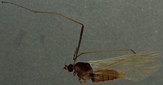 <i>Cheilotrichia</i> Genus of flies