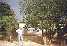 Cherimoya plant, Munhoz, Minas Gerais, Brazil.jpg