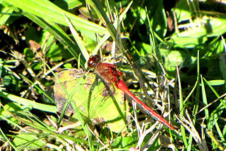 <i>Sympetrum internum</i> Species of dragonfly