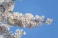 * Nomination Cherry Blossom --Fabian Roudra Baroi 02:28, 12 June 2023 (UTC) * Decline  Oppose Sorry, but only a few flowers in the middle are sharp enough (and those only so-so) --Jakubhal 04:11, 12 June 2023 (UTC)