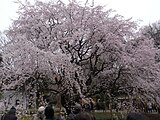 六義園のしだれ桜 Cherry blossom at Rikugien, Tokyo