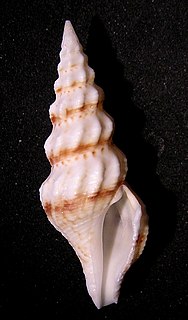 <i>Cheungbeia mindanensis</i> Species of gastropod