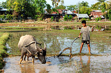 Ox ploughing Child and ox ploughing, Laos (1).jpg