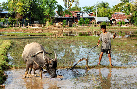 Tập_tin:Child_and_ox_ploughing,_Laos_(1).jpg