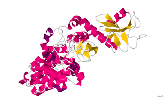 <span class="mw-page-title-main">Chimerin 1</span> Protein-coding gene in the species Homo sapiens