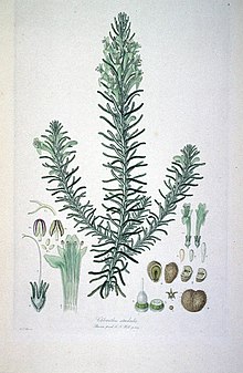 Chloanthes stoechadis (Illustrationes Florae Novae Hollandiae plastinka 4) .jpg