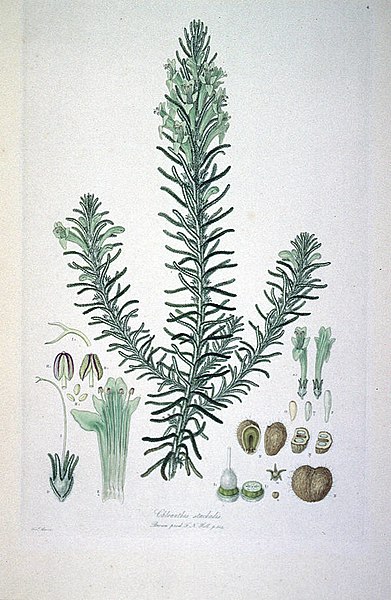 File:Chloanthes stoechadis (Illustrationes Florae Novae Hollandiae plate 4).jpg