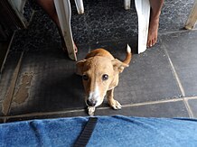 A small brown and white short haired dog, looking upwards at the camera