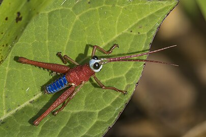 Chocó grasshopper Opaon varicolor ♂ Colombia
