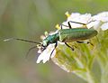 Chrysanthia viridissima