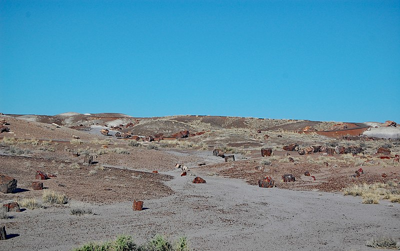 File:Chunks of Petrified Wood at Crystal Forest.jpg