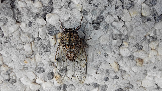 https://en.wikipedia.org/wiki/Cicadidae