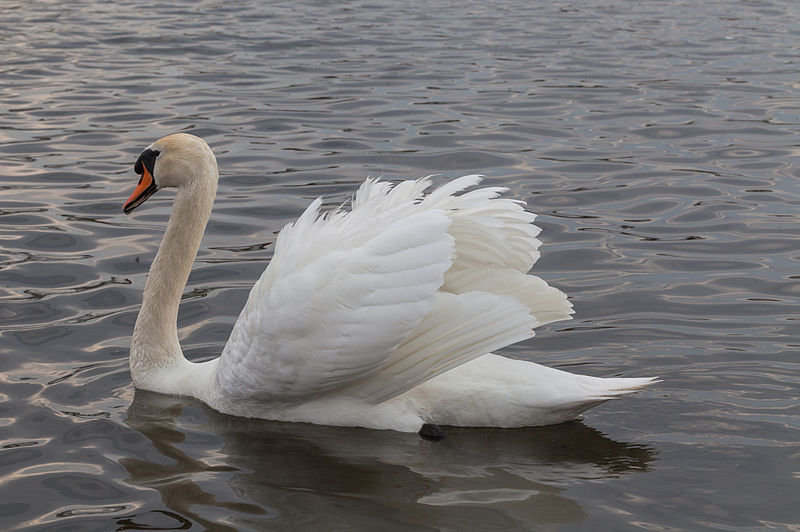 File:Cisne (Cygnus olor) en el Palacio de Nymphenburg, Múnich, Alemania, 2013-05-10, DD 02.jpg