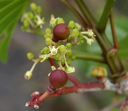 Cissus woodrowii (Woodrow's Grape Tree) in Keesaraguda, AP W IMG 9150.jpg