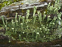 Cladonia sulphurina (43103290845).jpg
